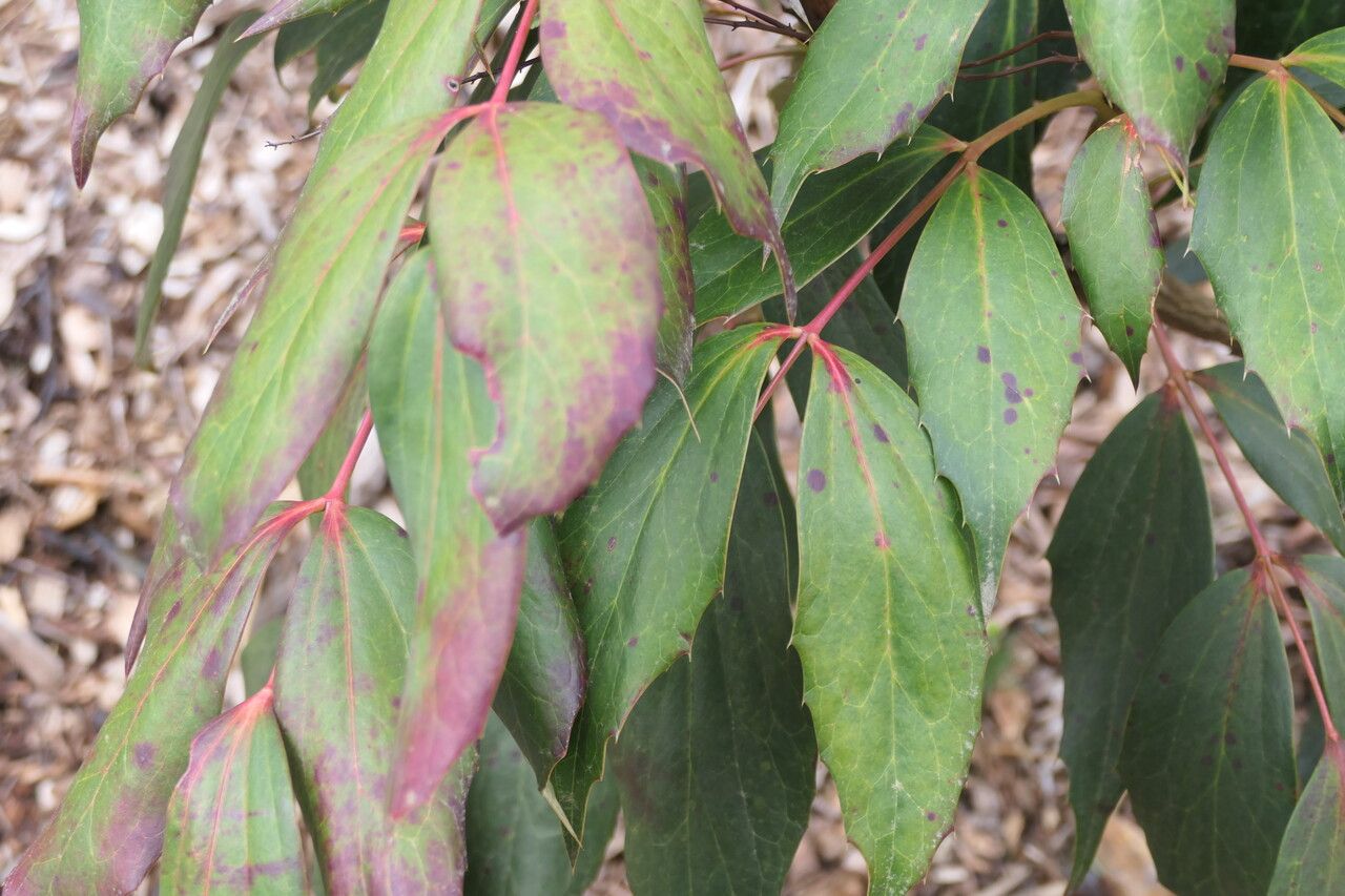 Mahonia gracilipes leaf