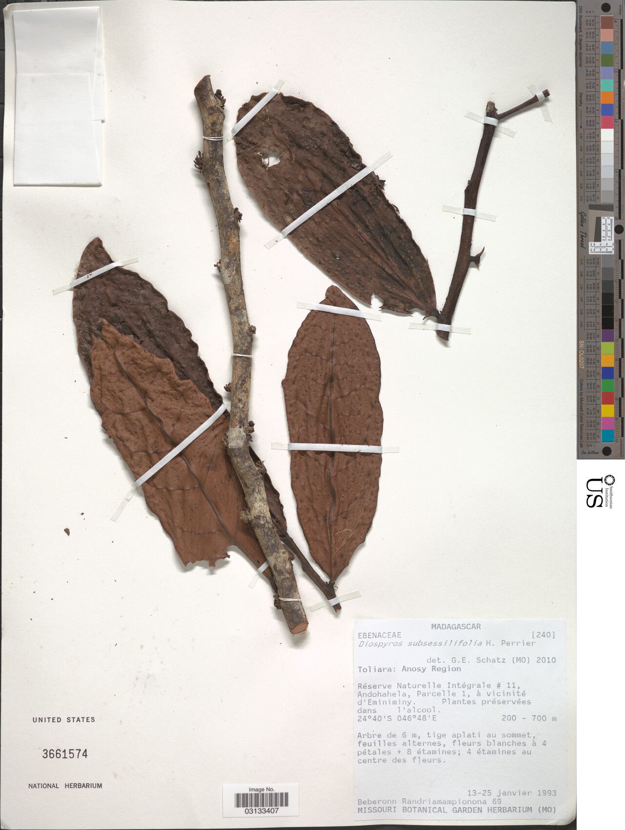 Diospyros subsessilifolia — houseplant care guide