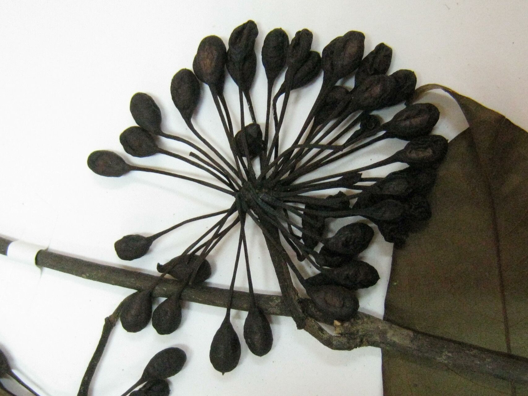 Guatteria foliosa other