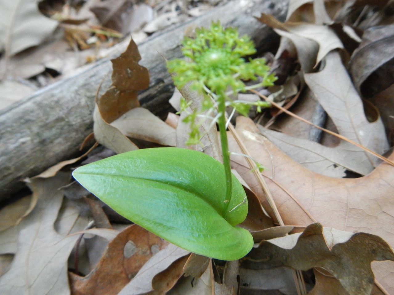 Malaxis unifolia habit