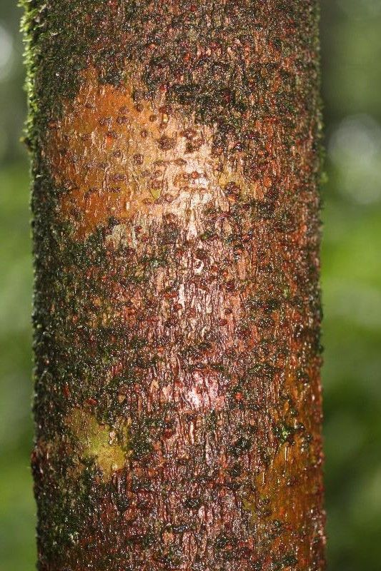Theobroma subincanum bark