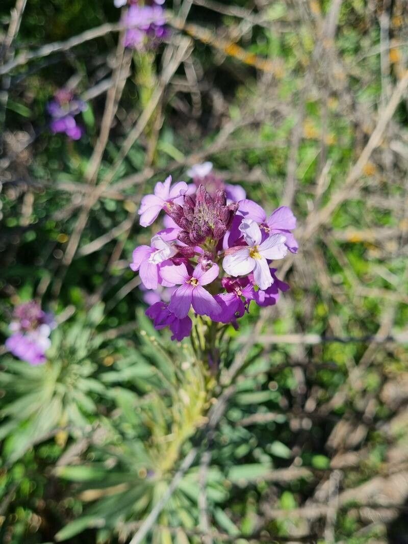 Erysimum bicolor bark