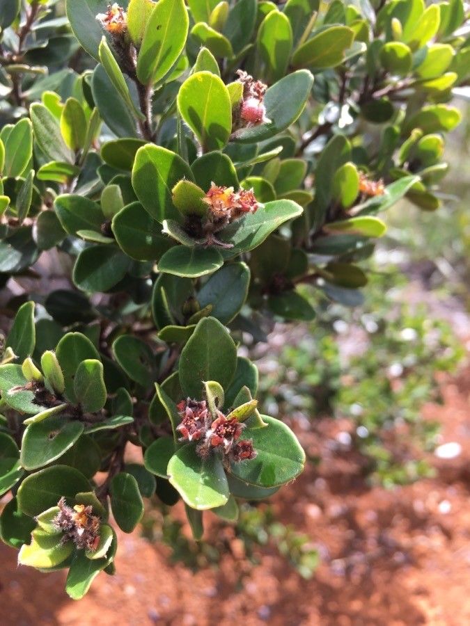 Tristaniopsis calobuxus flower