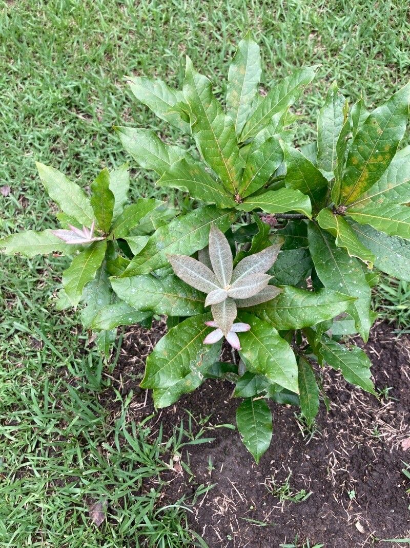 Quercus humboldtii leaf
