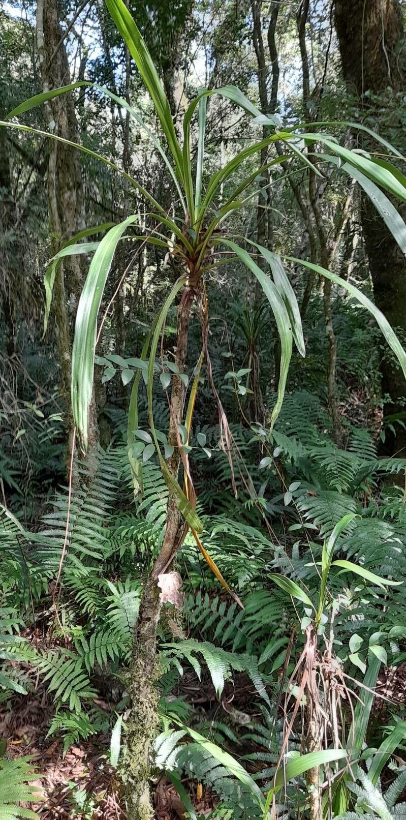 Cordyline sellowiana habit