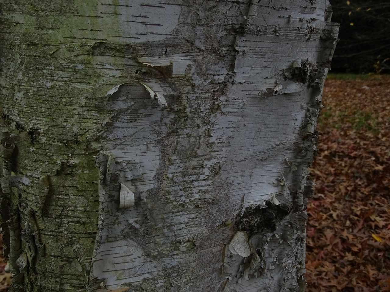Betula platyphylla bark