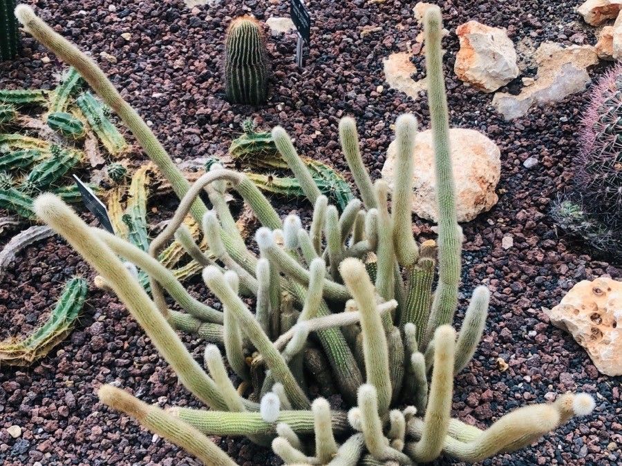 Cleistocactus brookeae — related species from the same genus