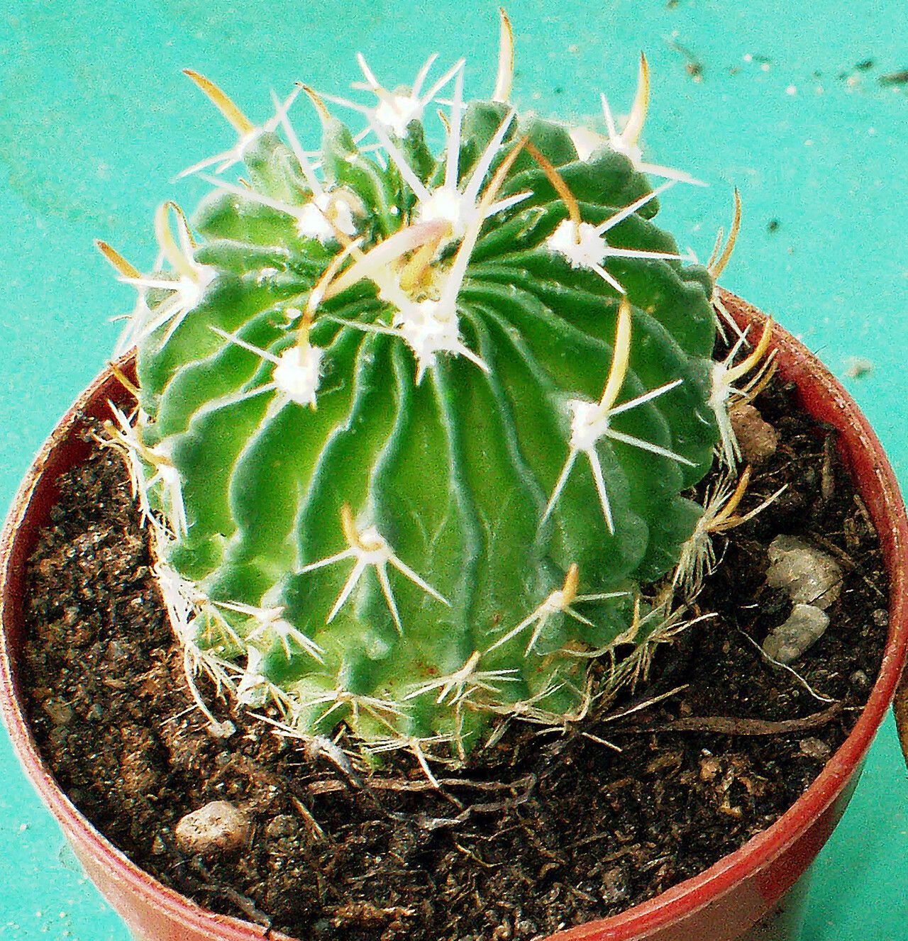 Stenocactus multicostatus — loam houseplant
