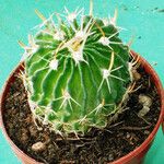 Stenocactus multicostatus