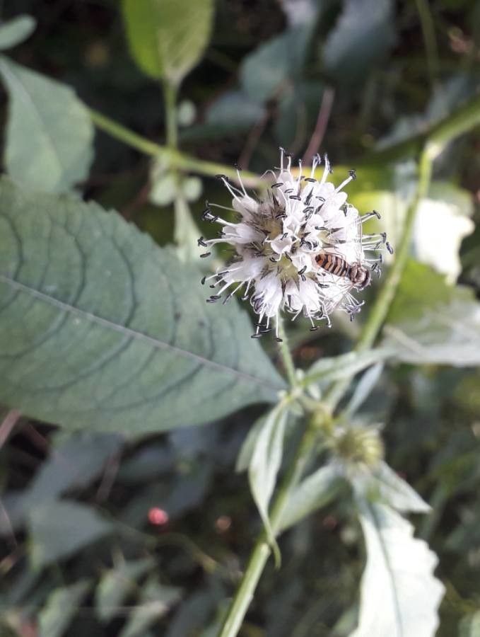 Dipsacus pilosus flower