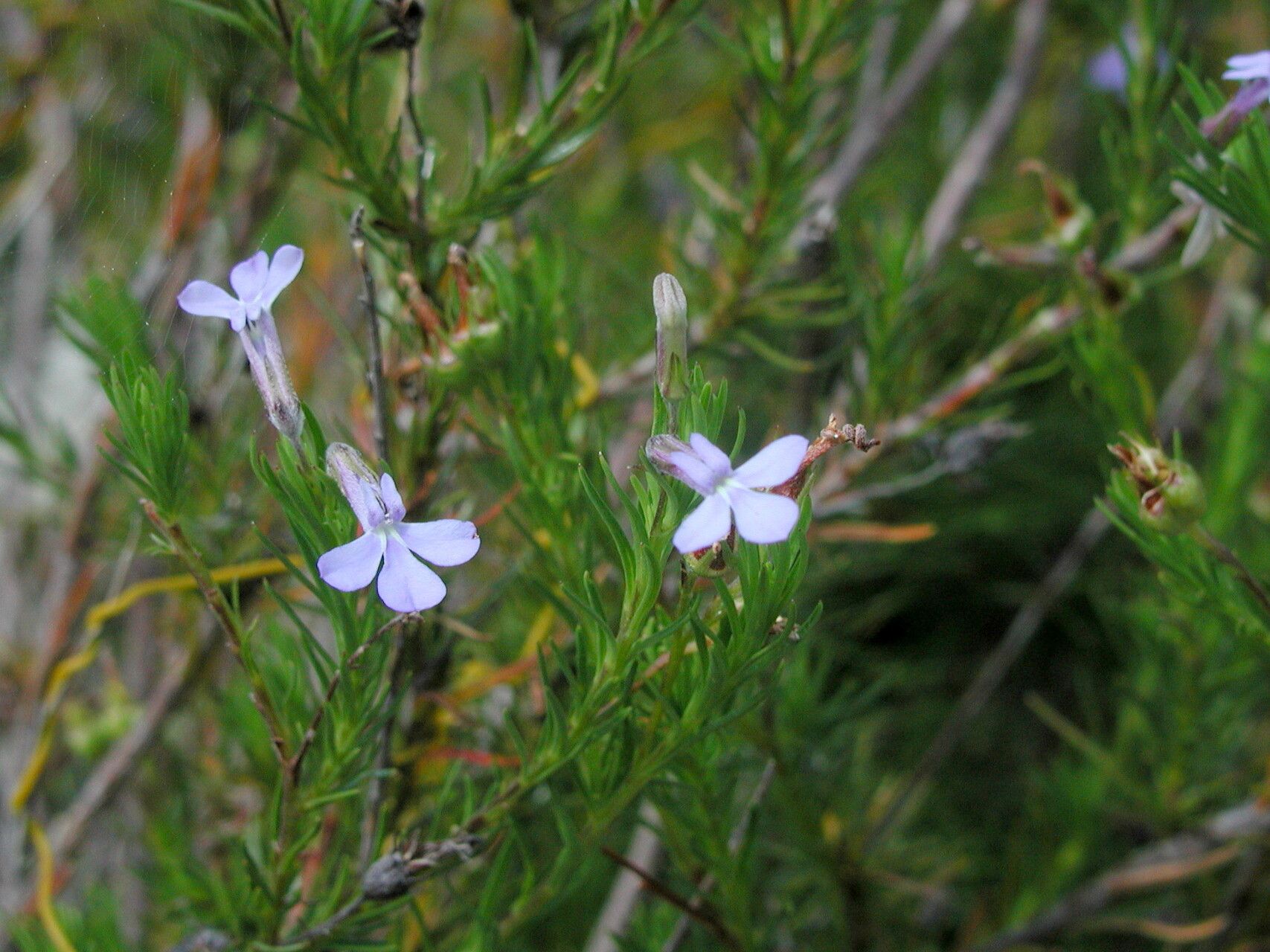Lobelia pinifolia — houseplant care guide