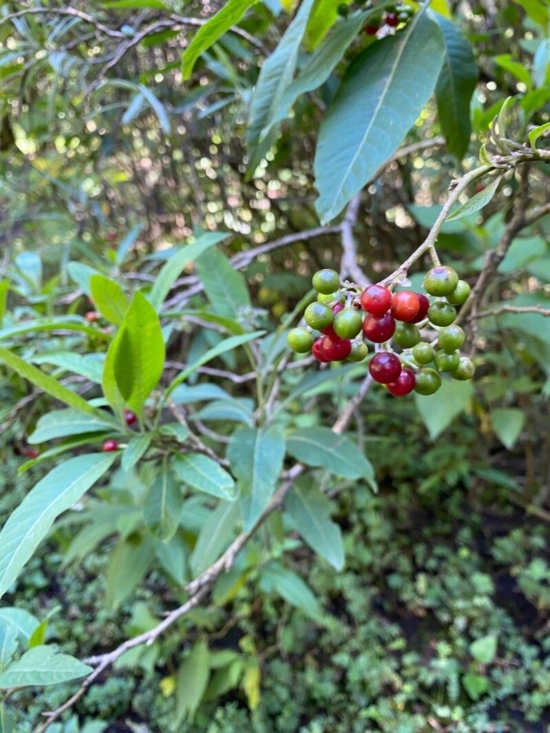 Solanum donianum — search result for 'Solanum'