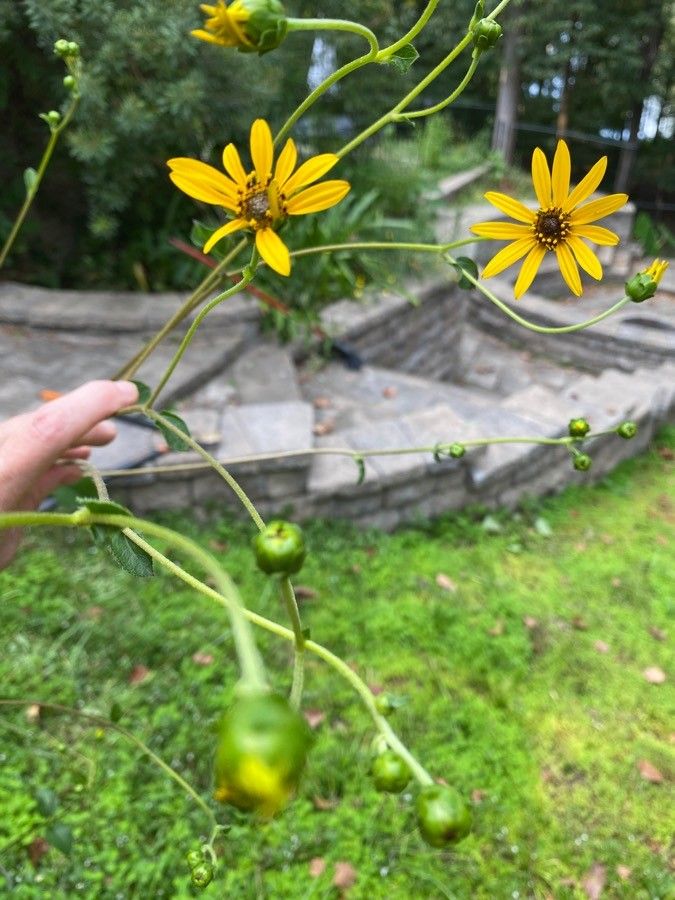 Helianthus silphioides — search result for 'Alabama'