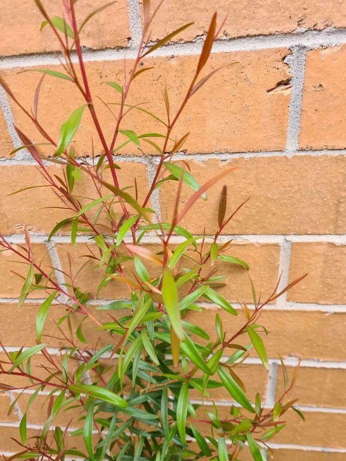 Leptospermum petersonii leaf
