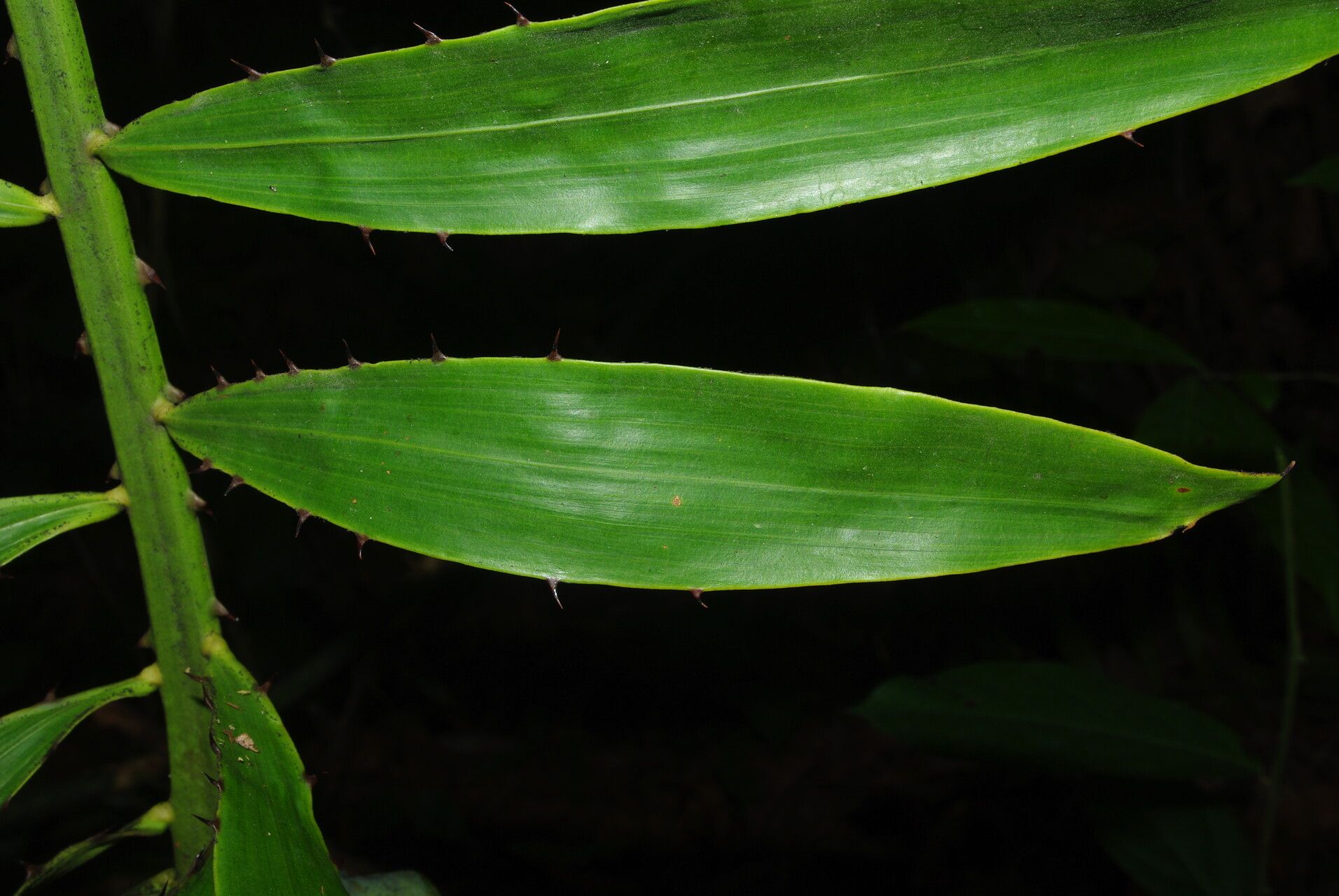 Eremospatha barendii leaf