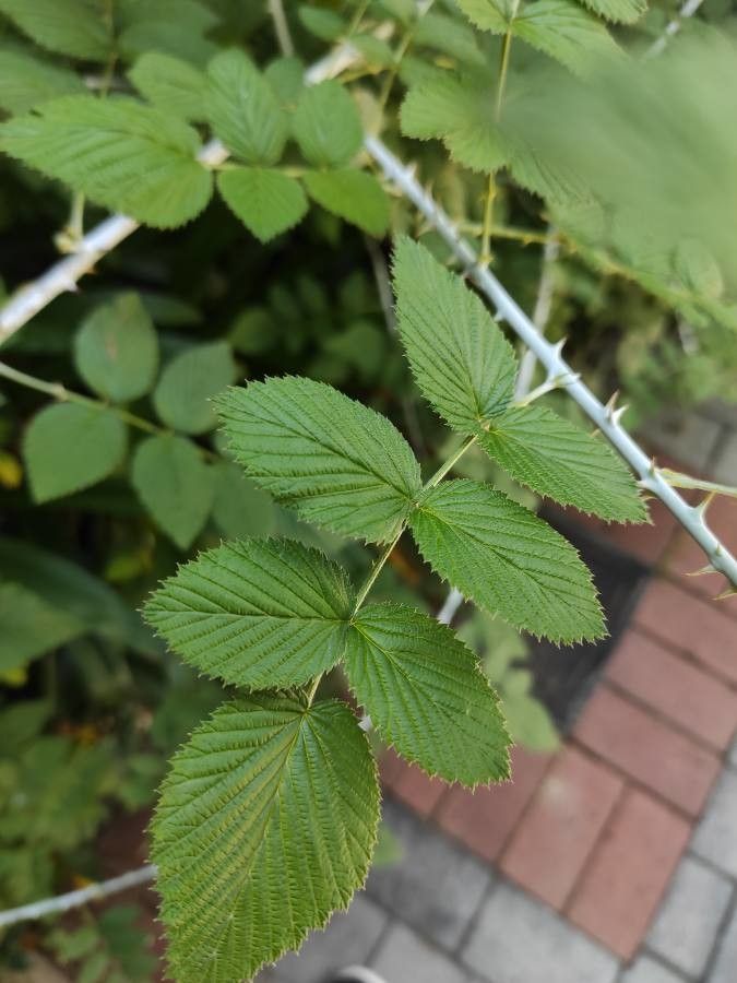 Rubus niveus leaf