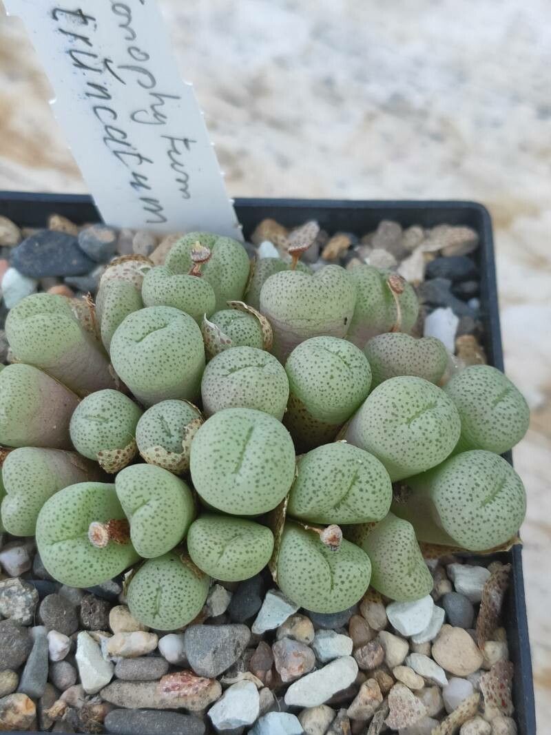 Conophytum truncatum leaf