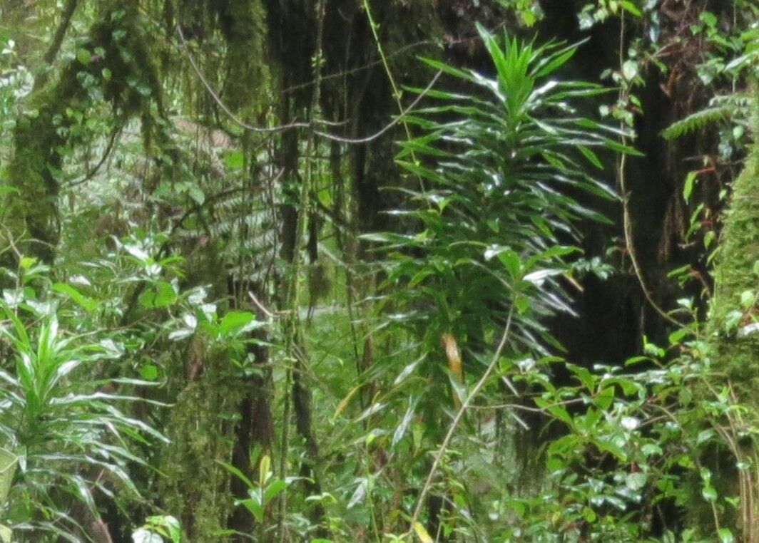 Dracaena afromontana habit