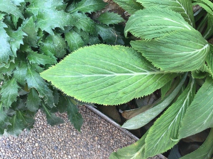 Primula verticillata — houseplant care guide