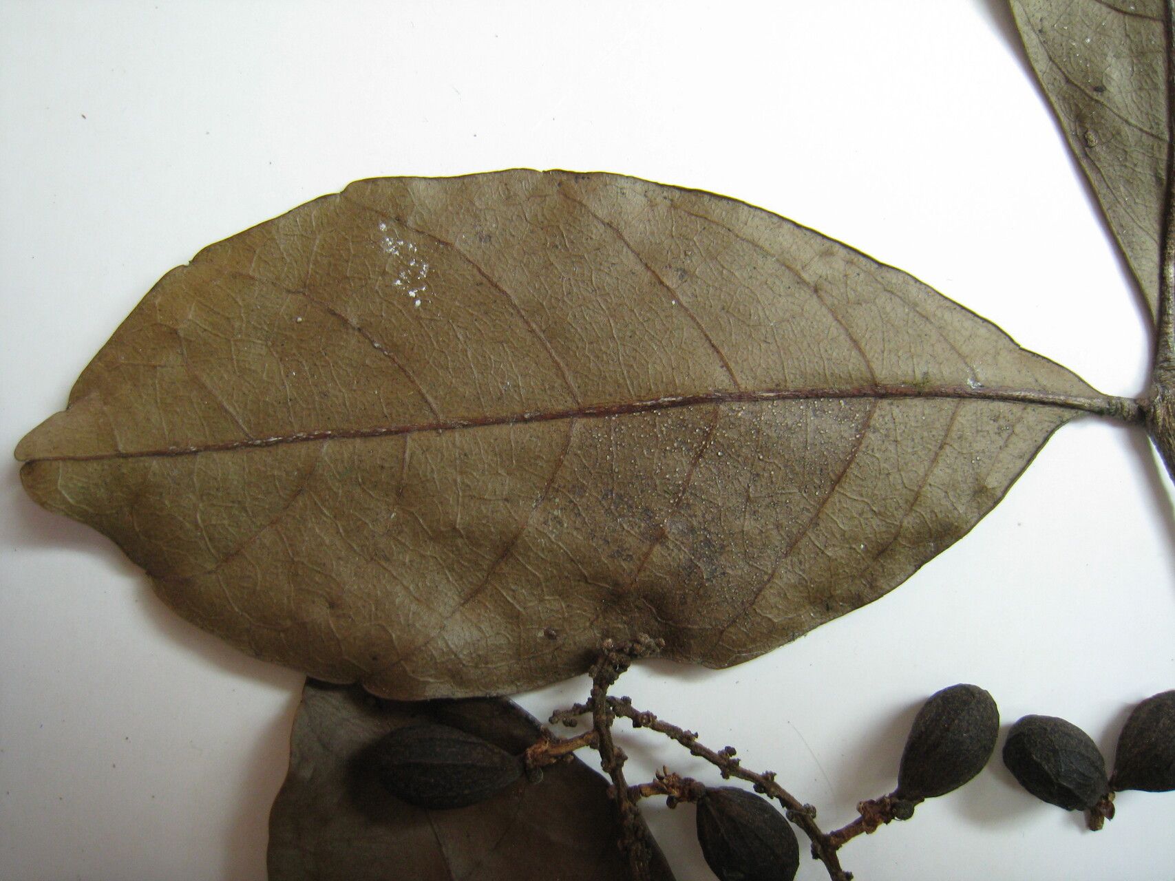 Allophylus angustatus other