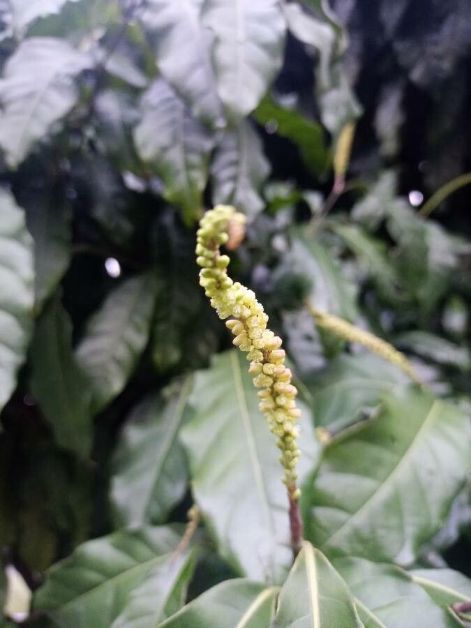 Coccoloba acuminata flower