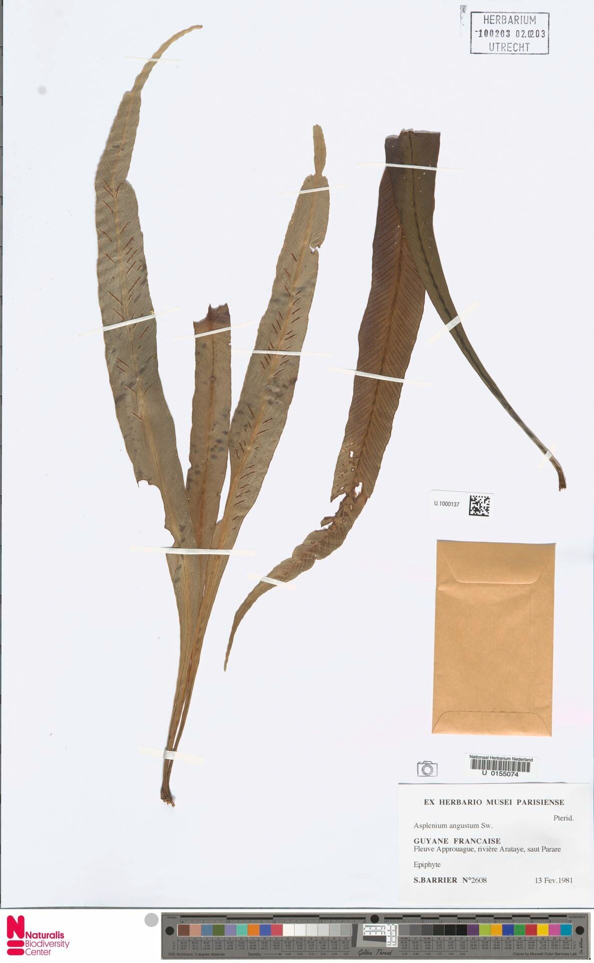 Asplenium angustum flower