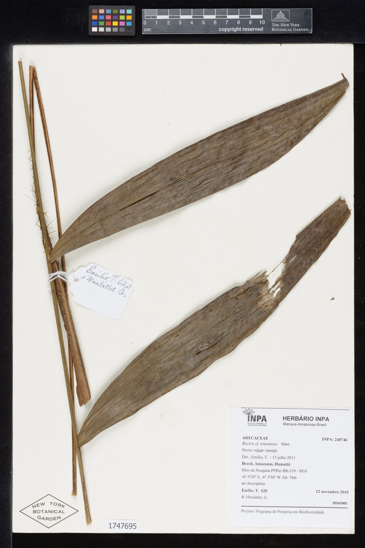 Bactris tomentosa — houseplant care guide