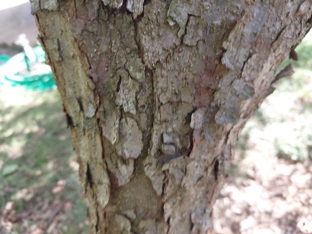 Quercus vaseyana bark