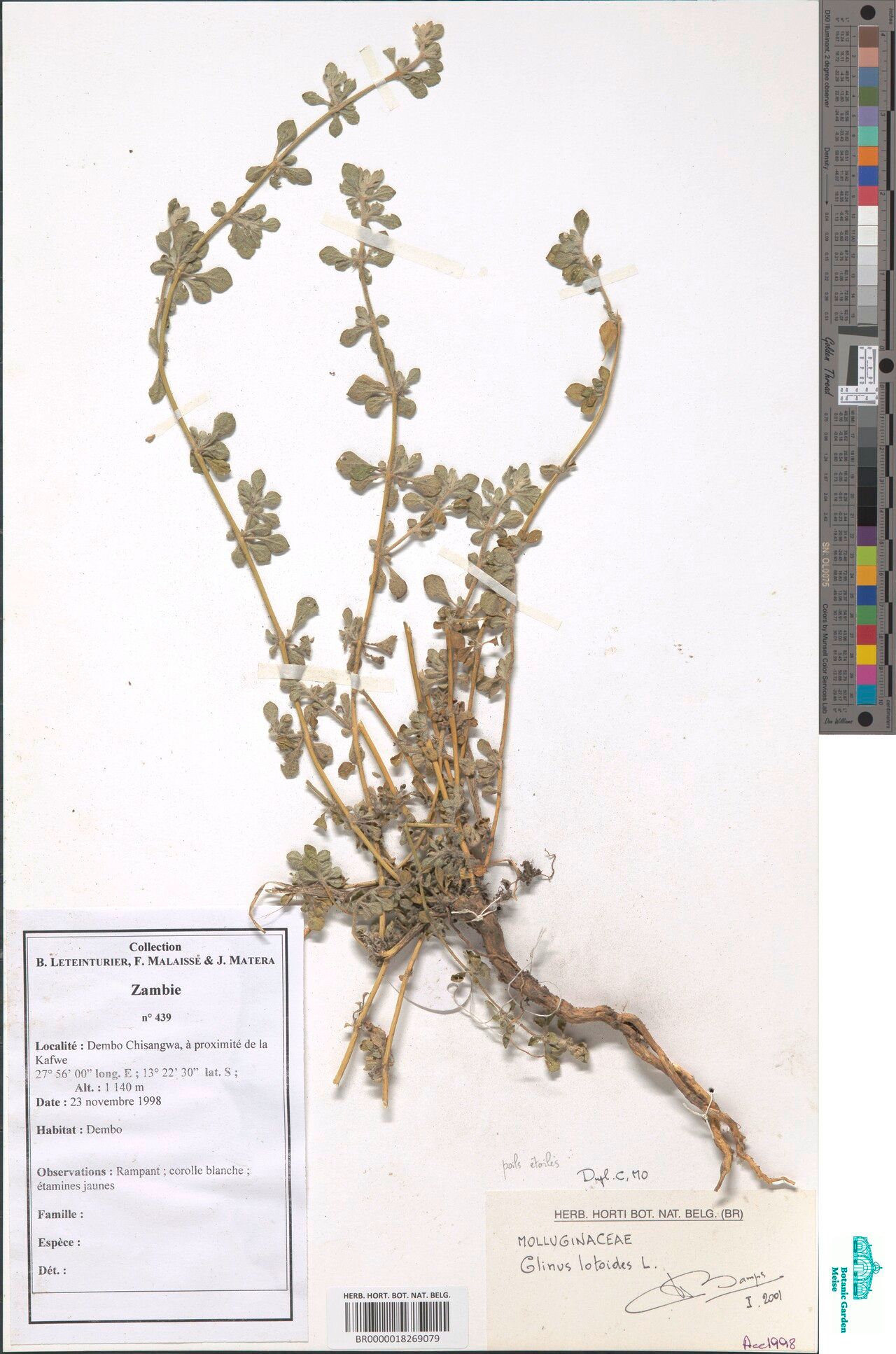 Glinus zambesiacus — related species from the same genus