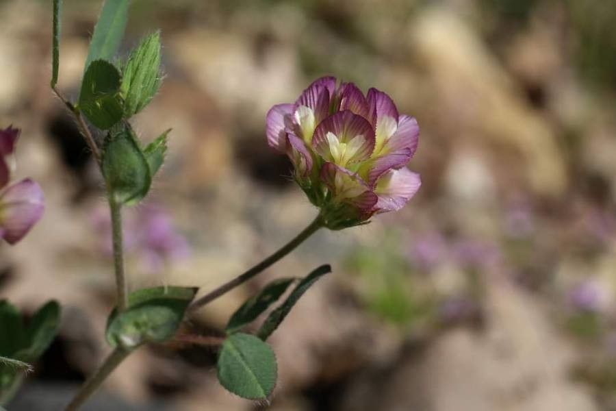 Trifolium grandiflorum flower