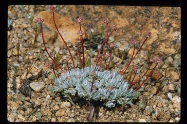 Eriogonum kennedyi — search result for 'Eriogonum'