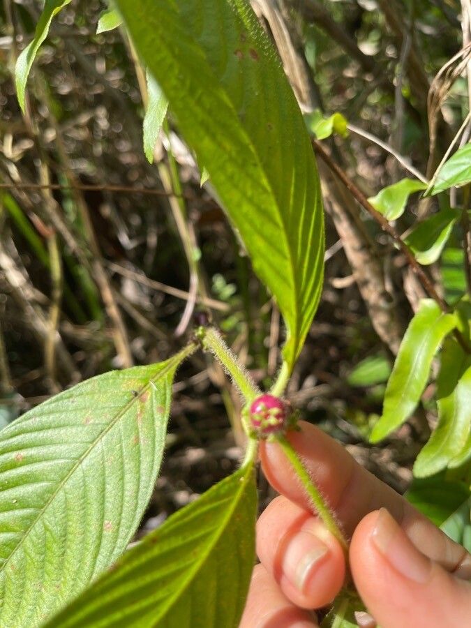 Sabicea villosa fruit
