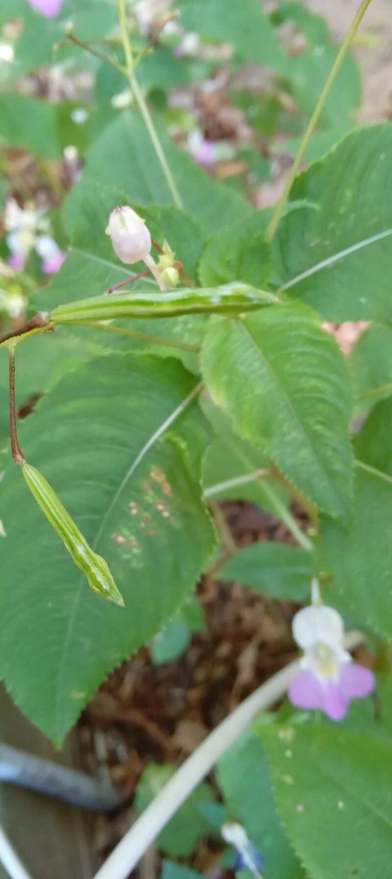 Impatiens balfouri fruit