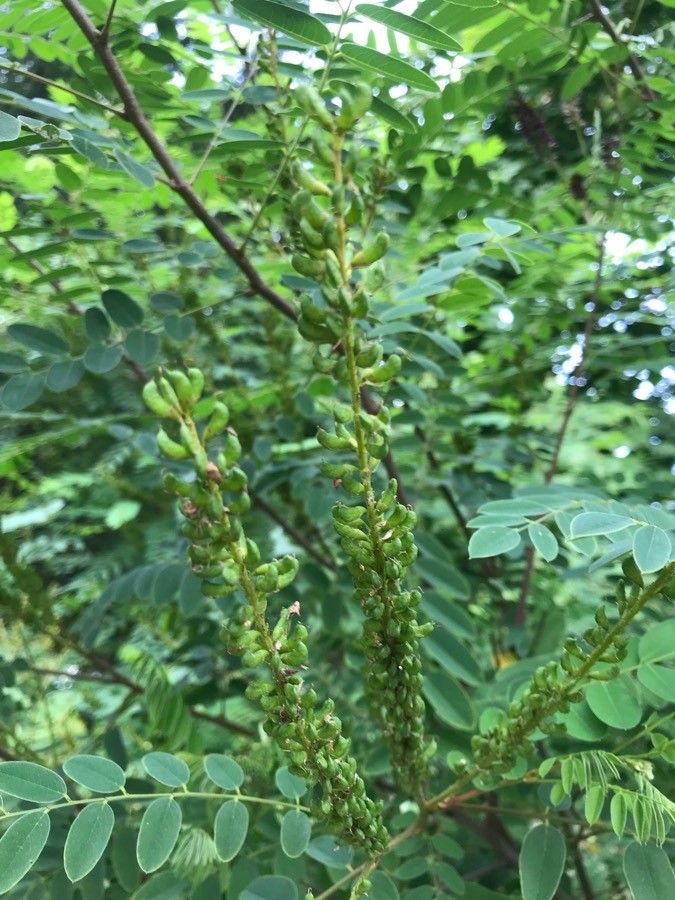Amorpha canescens fruit