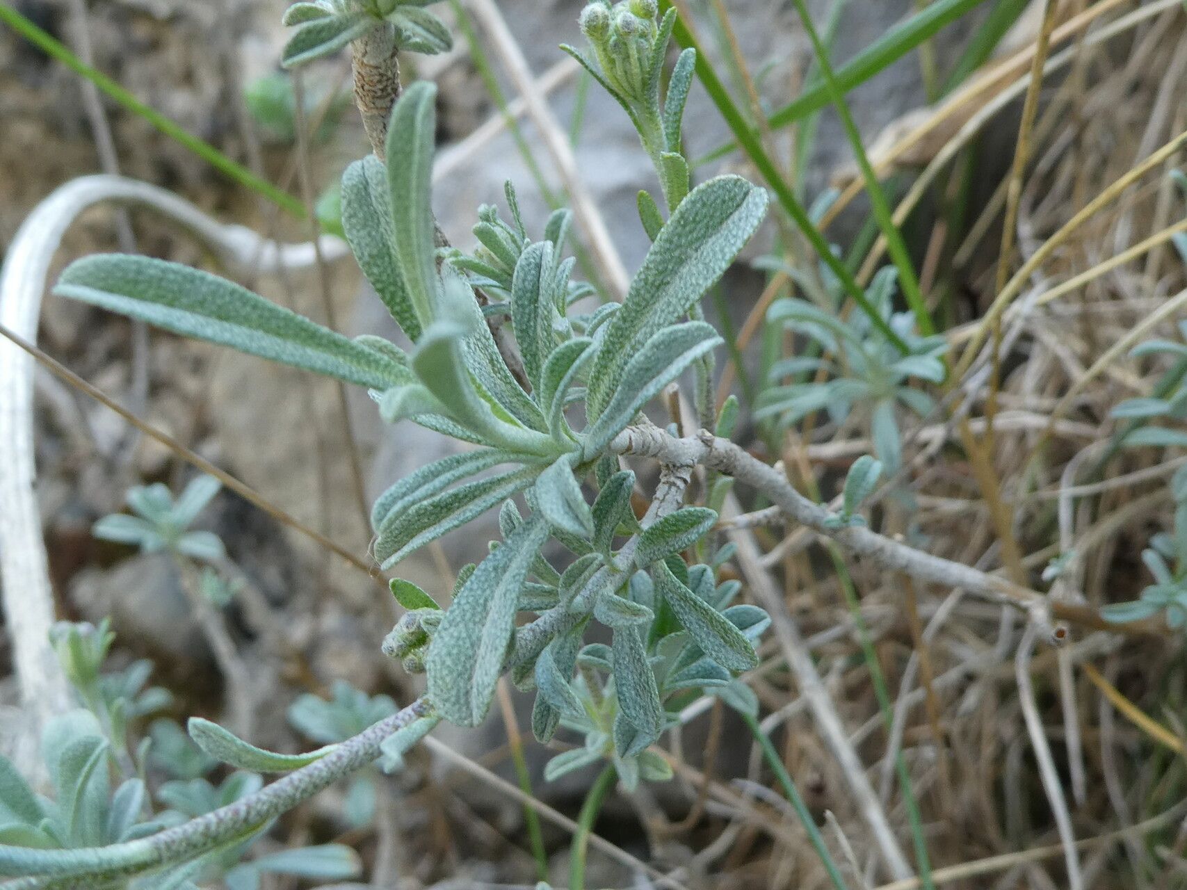 Hormathophylla lapeyrouseana — related species from the same genus