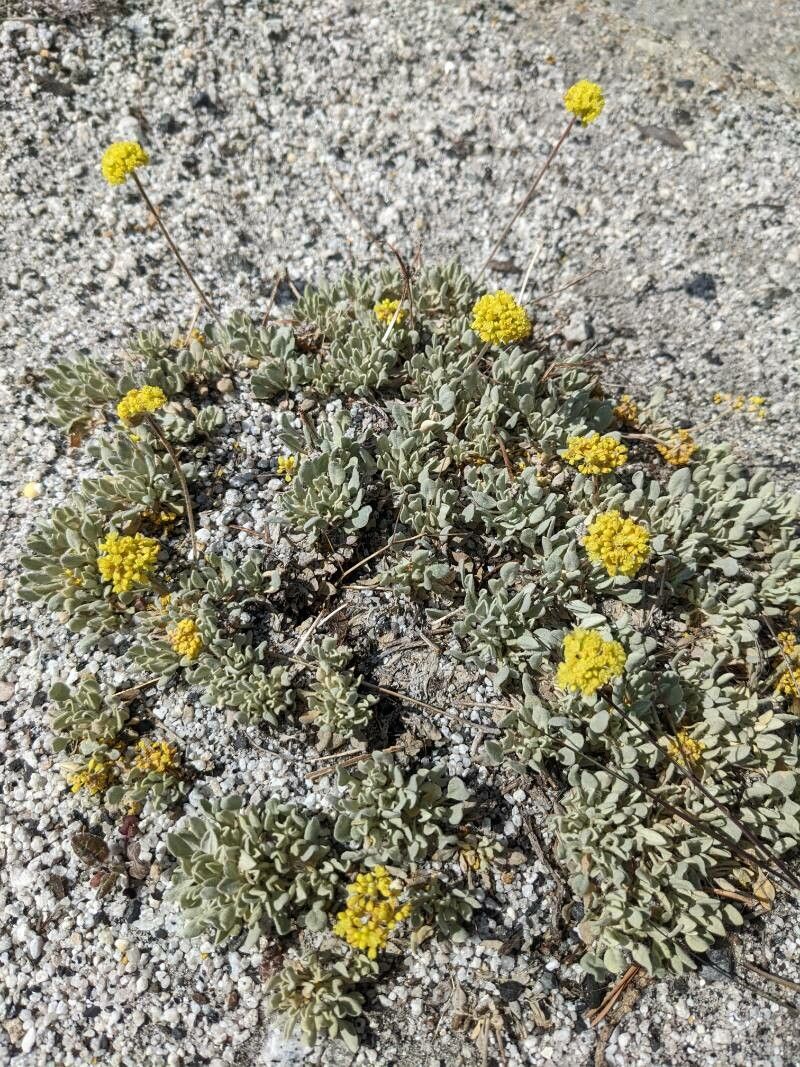 Eriogonum incanum flower