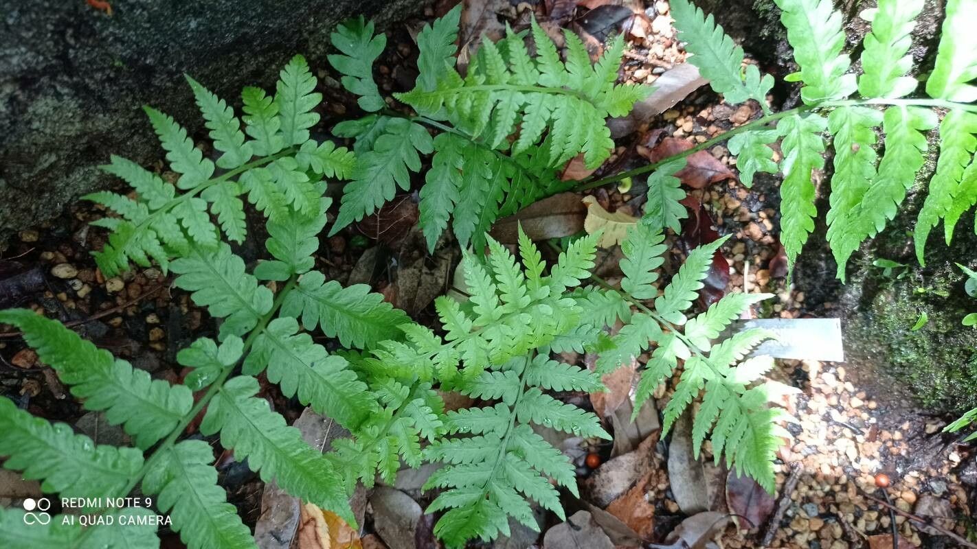 Deparia japonica — related species from the same genus