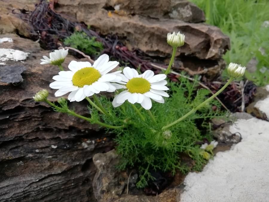 Tripleurospermum subpolare flower