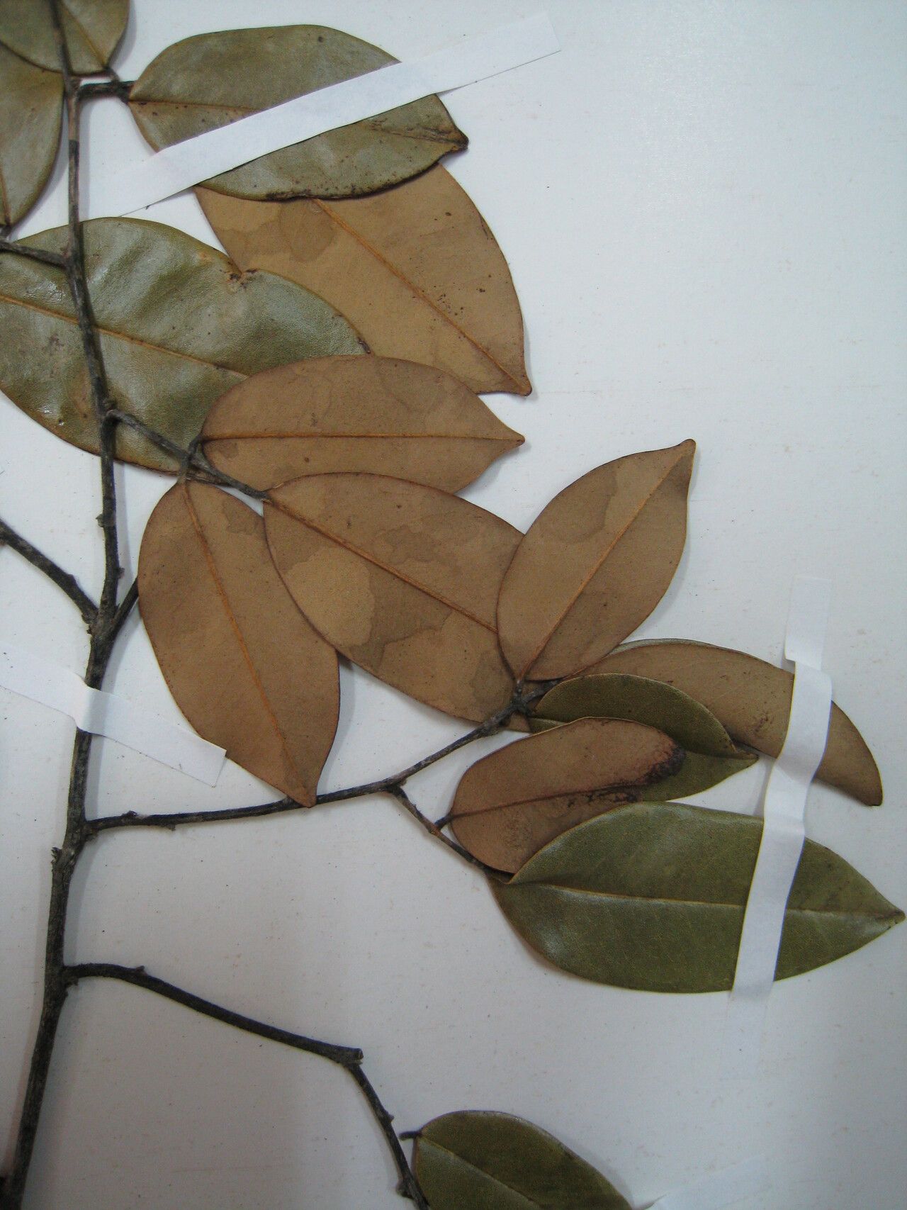 Swartzia bannia — houseplant care guide