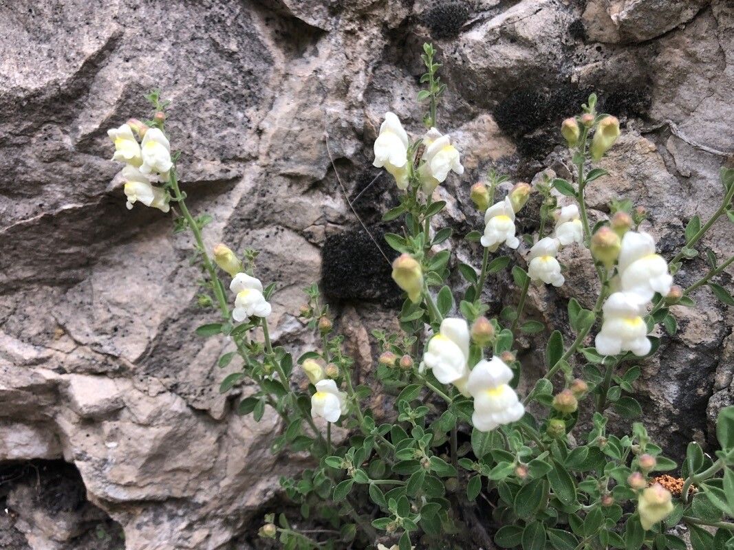 Antirrhinum pulverulentum flower