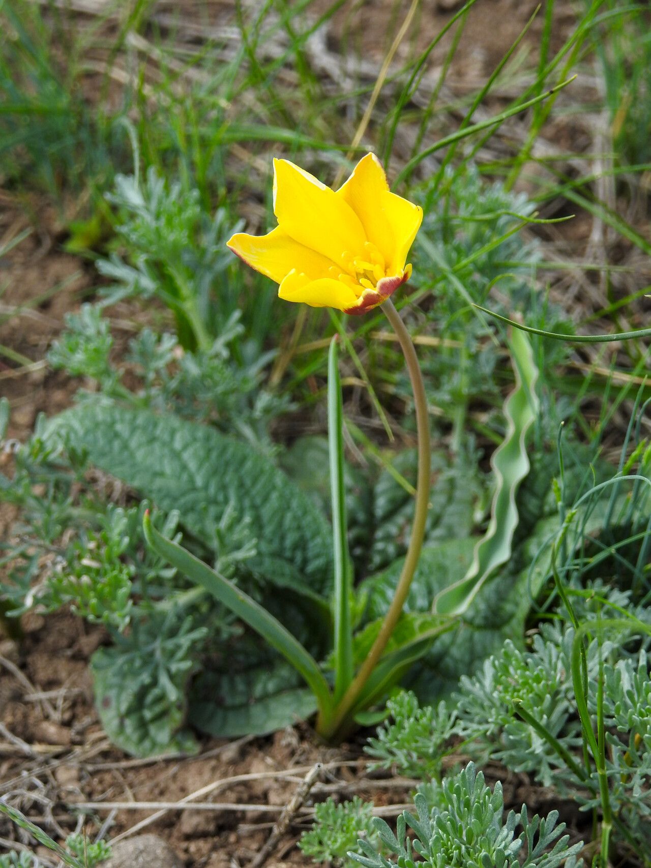 Tulipa ostrowskiana — search result for 'Tulipa'