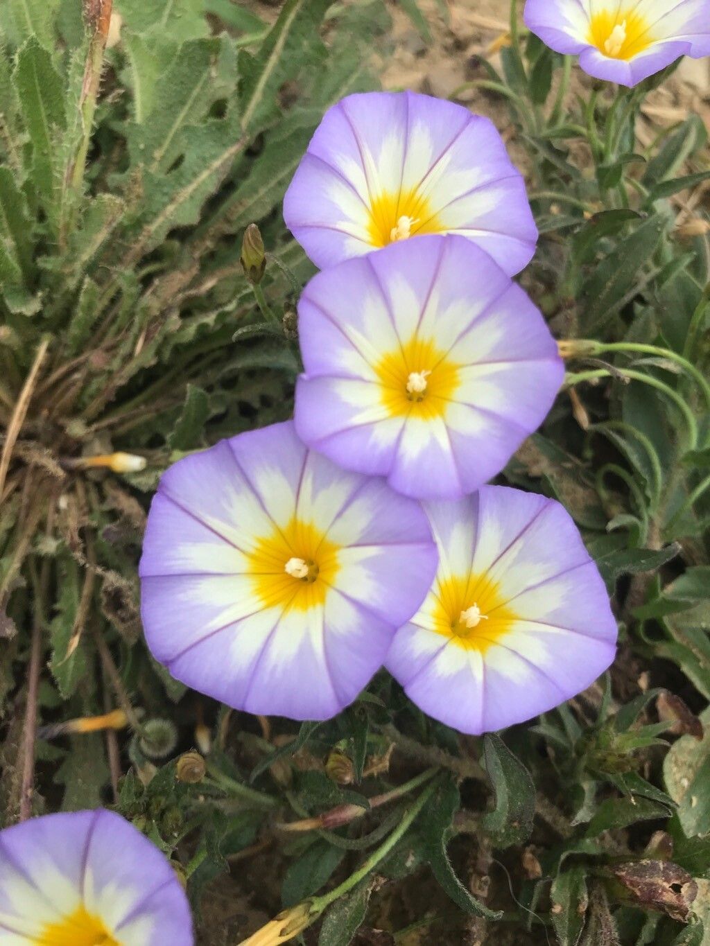 Convolvulus meonanthus — search result for 'Convolvulus'