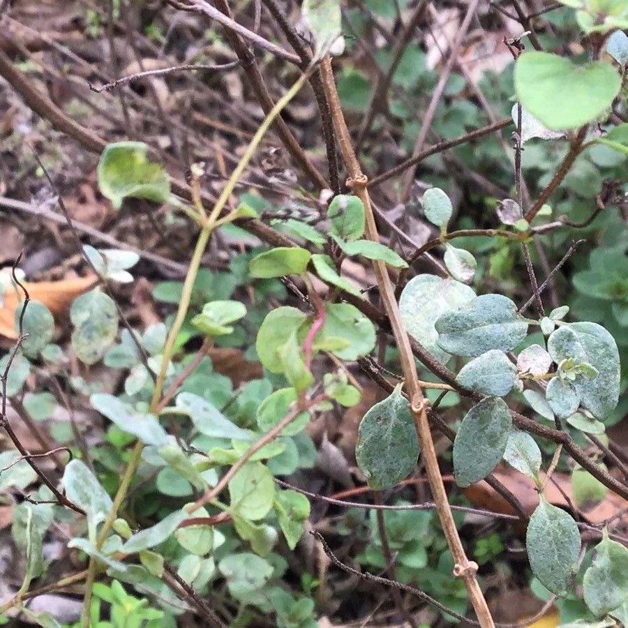 Thymus loscosii — search result for 'Thymus'