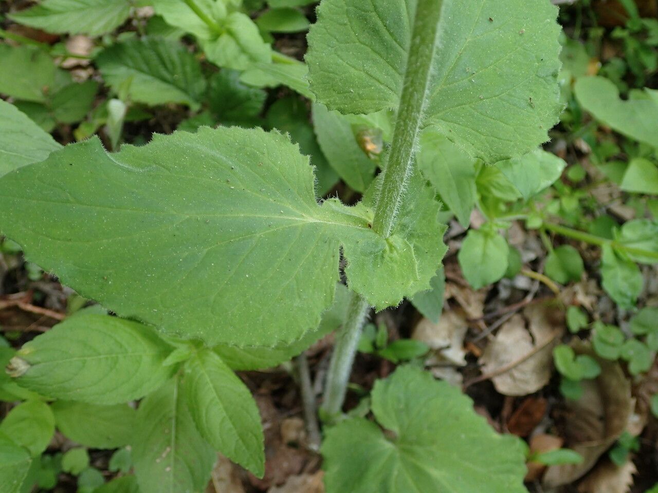Doronicum pardalianches — search result for 'Doronicum'