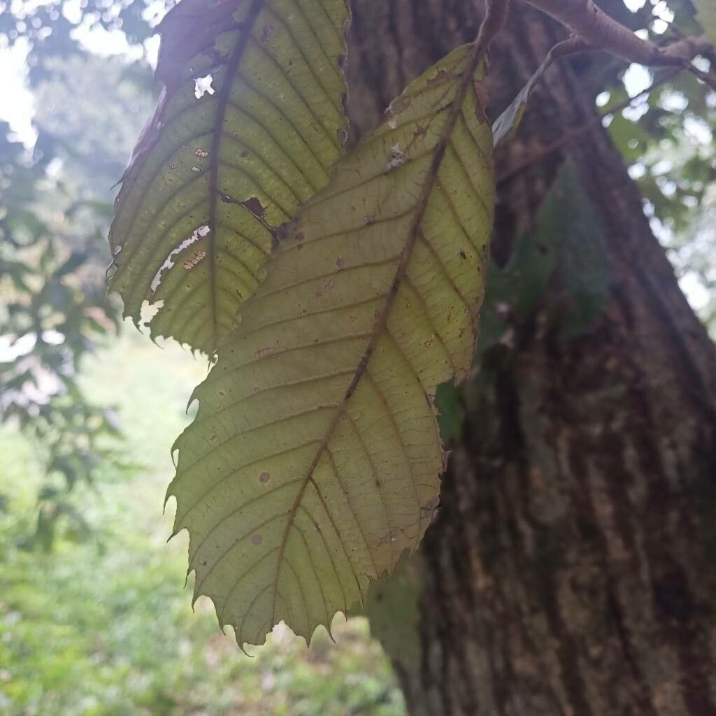 Castanopsis indica — search result for 'Fagaceae'