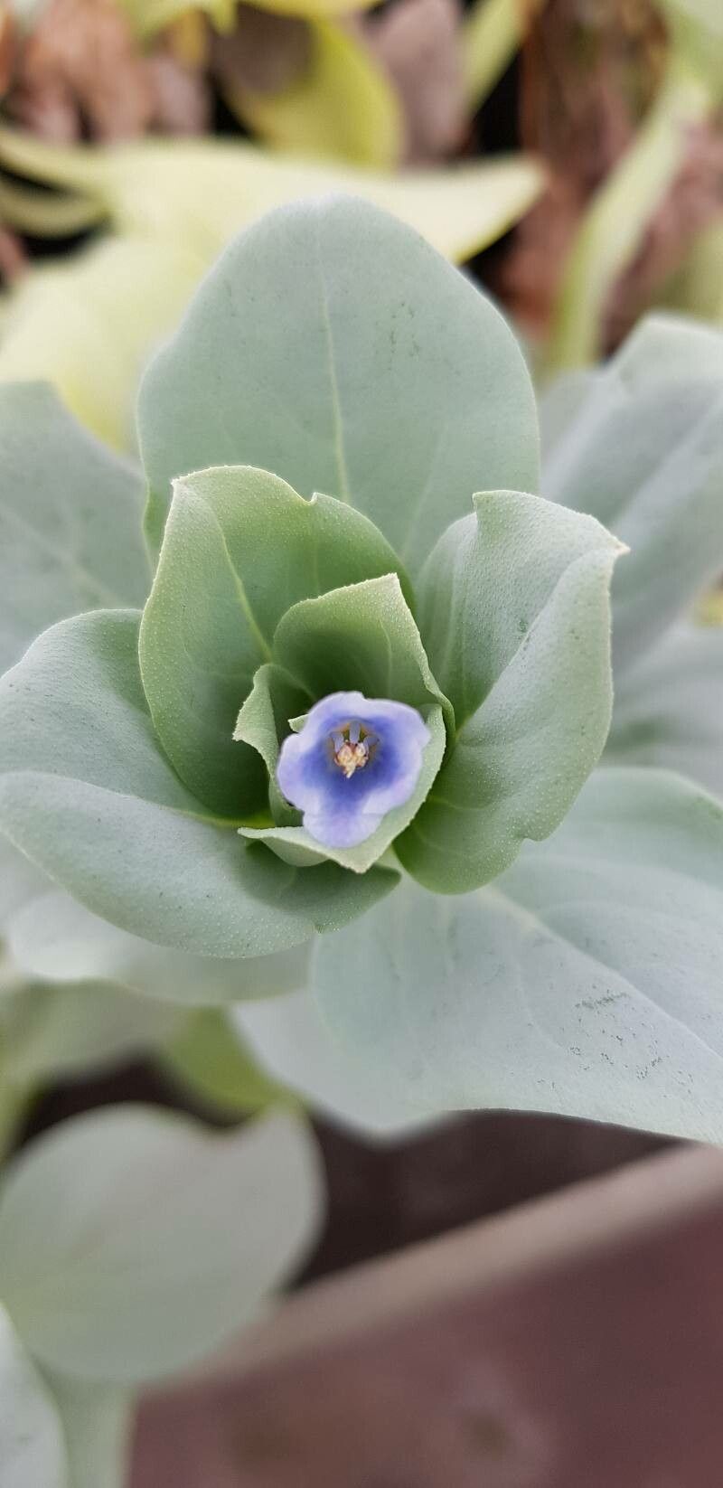 Mertensia maritima flower