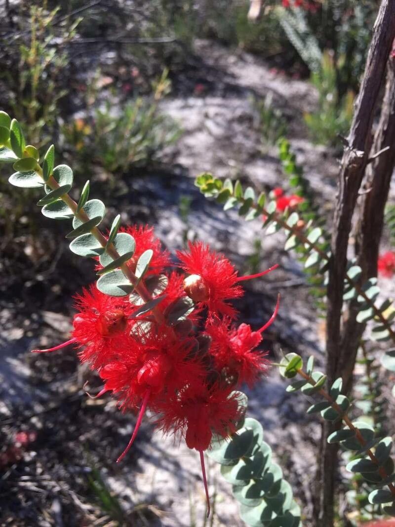 Verticordia grandis flower