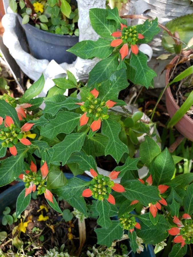 Euphorbia cyathophora flower