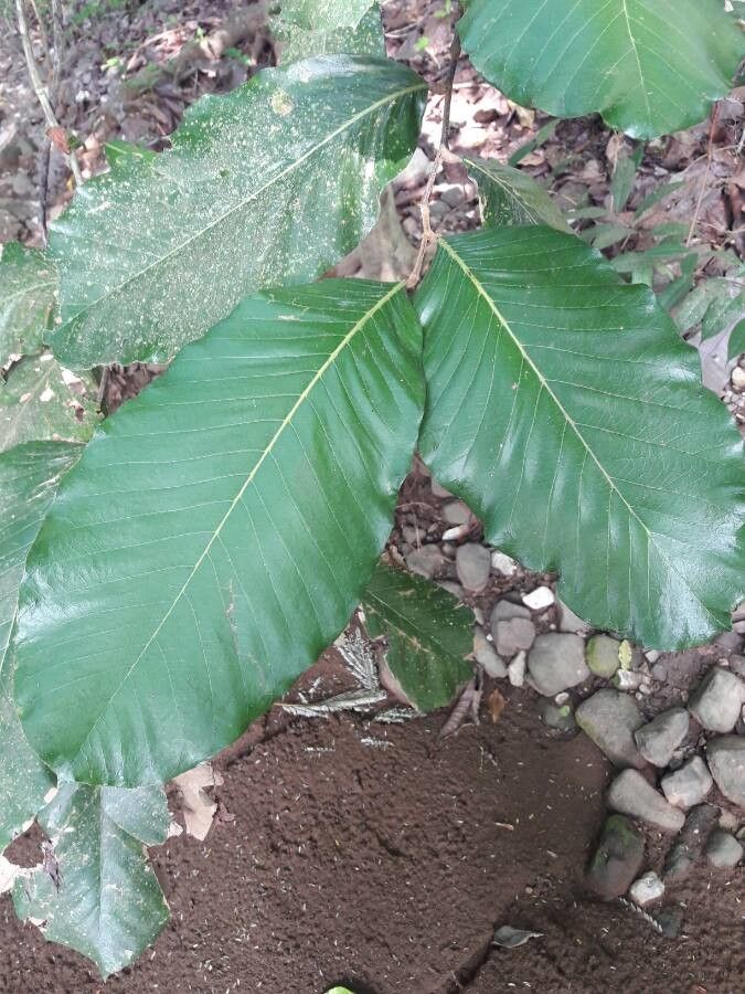 Licania arborea leaf