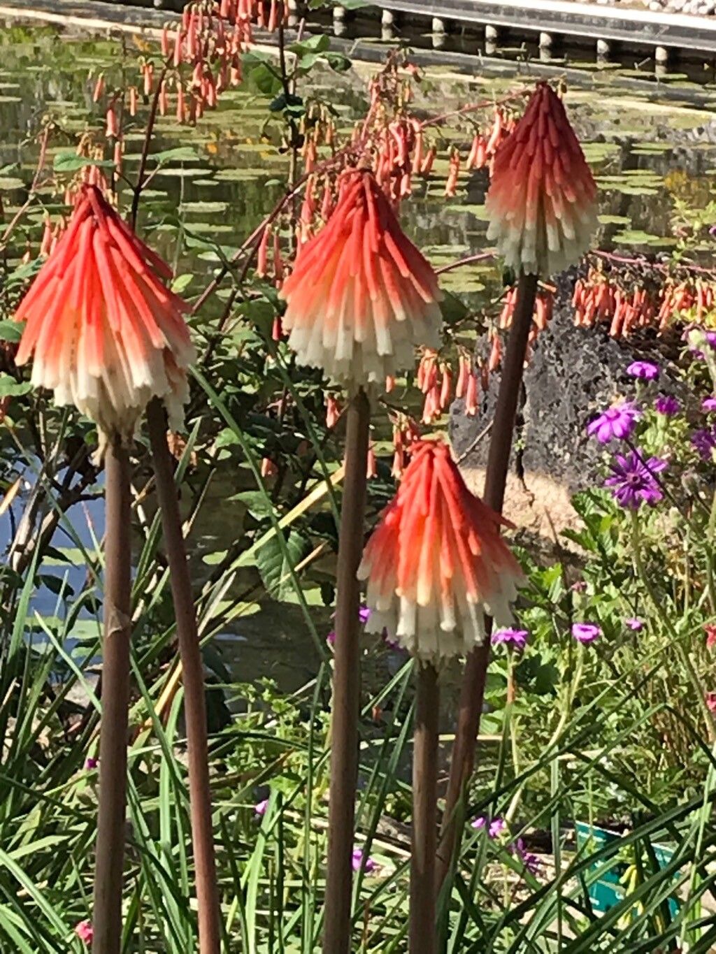 Kniphofia thodei flower